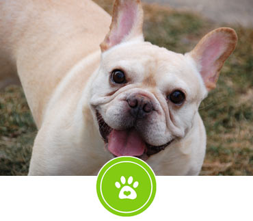 Chicago French Bulldog Rescue