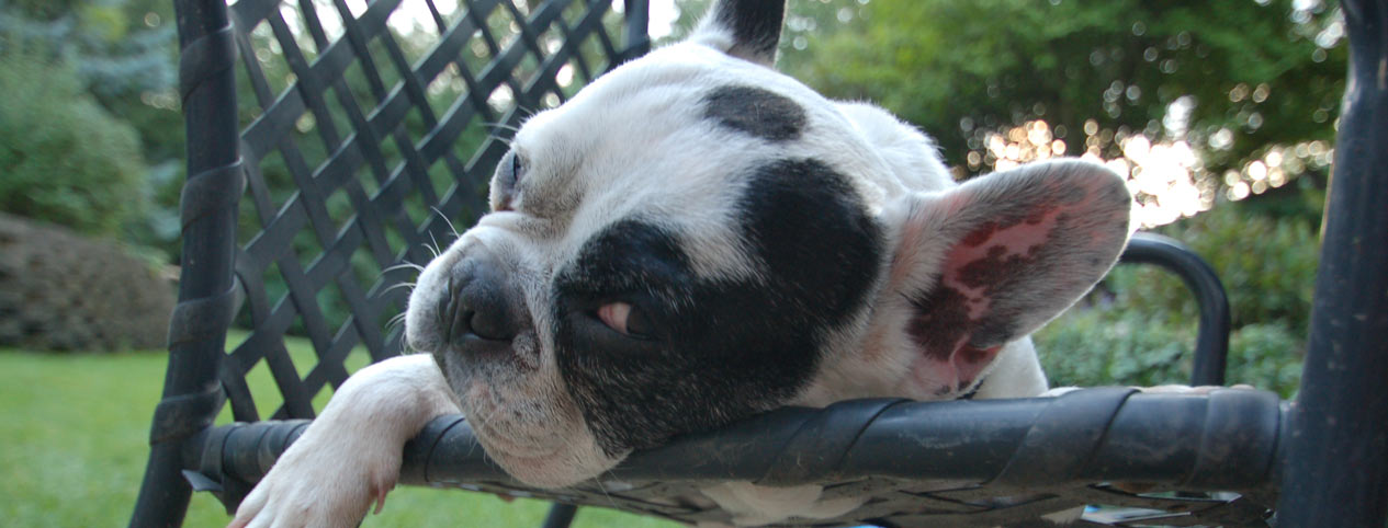 Chicago French Bulldog Rescue