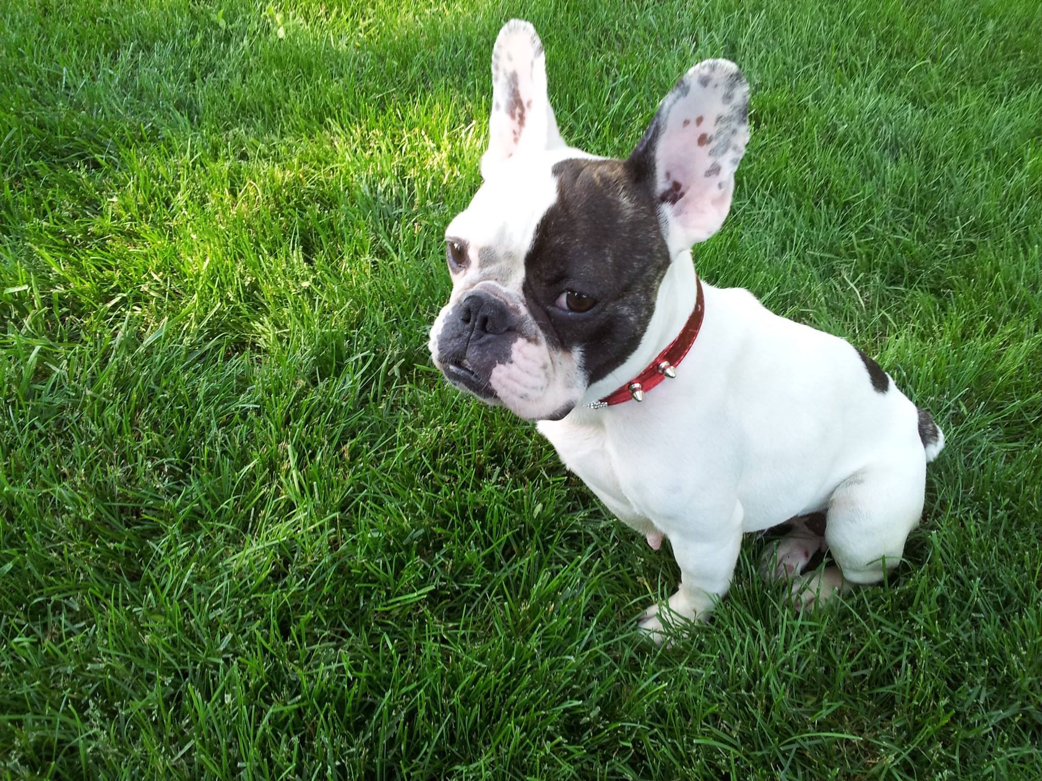 Chicago French Bulldog Rescue