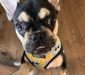 Frankie